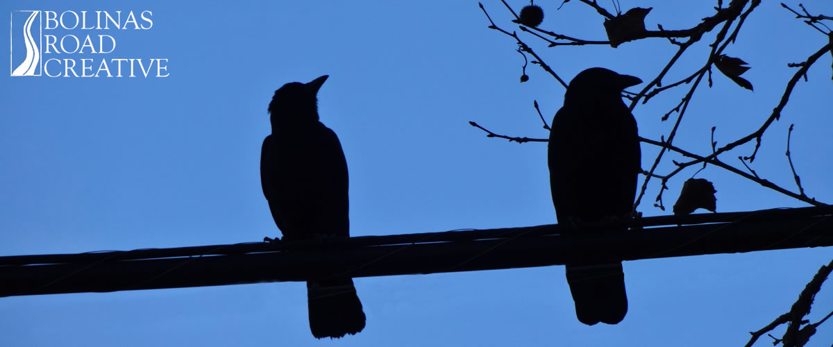 Two crows sit on a wire. One is providing consultation.