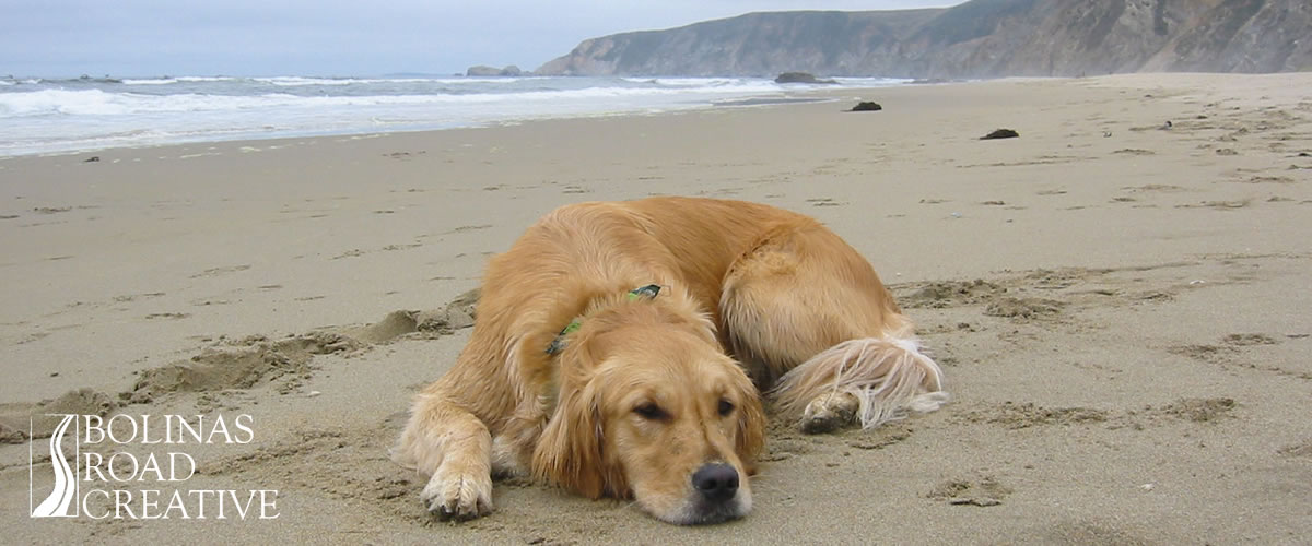 A golden retriever rests on the sandy beach with waves and tall bluffs in the background. A diligent Bolinas Road Creative employee. 