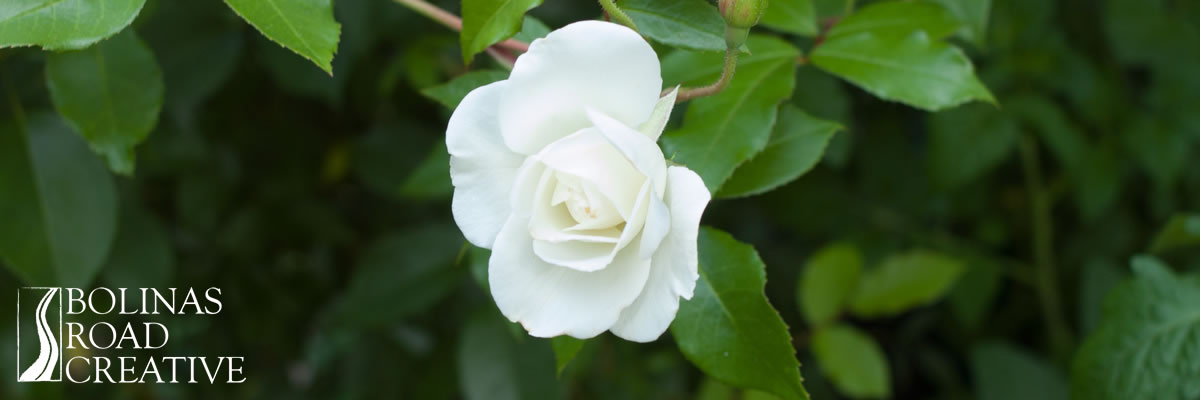 A simple white rose against dark green leaves. Perfect design.